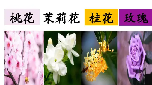 三年级下册《紫色的小花》长春版 (PPT共16张ppt)