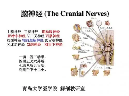 12脑神经