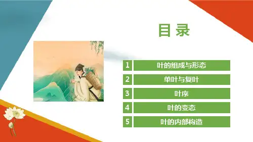 认识药用植物叶的特征 叶的内部构造 双子叶植物的内部构造 药用植物识别课件