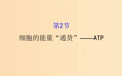 高中生物 第五章 细胞的能量供应和利用 第二节 细胞的能量“通货”—ATP 5.2 新人教版必修1