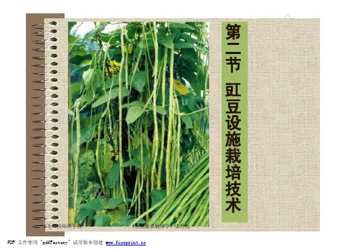 45_课件12 豇豆设施栽培技术