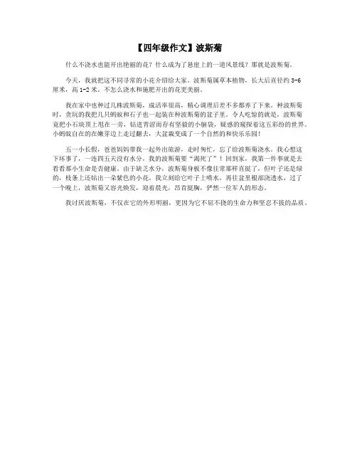 【四年级作文】波斯菊