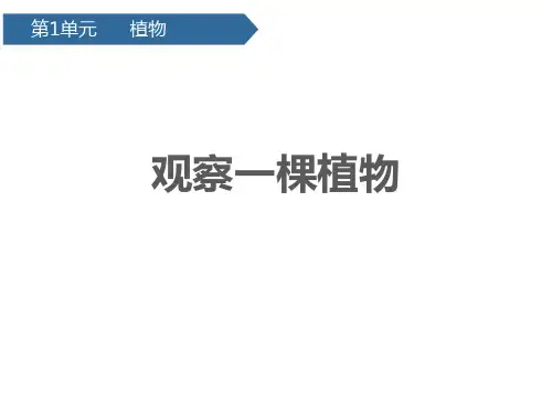 教科版一年级上册科学《观察一棵植物》PPT优秀课件