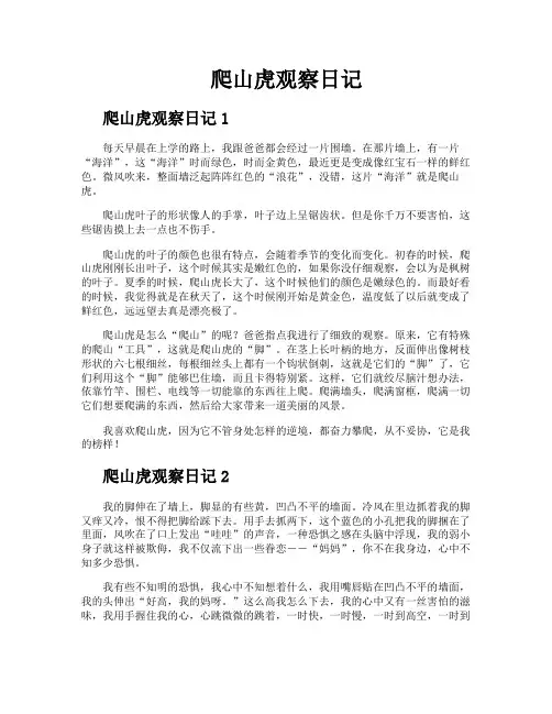 爬山虎观察日记
