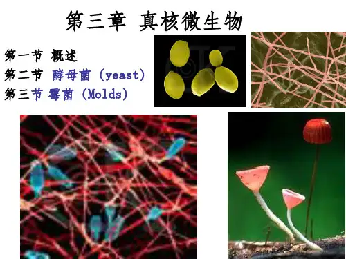 第3章 微生物学(周德庆)真核生物PPT课件