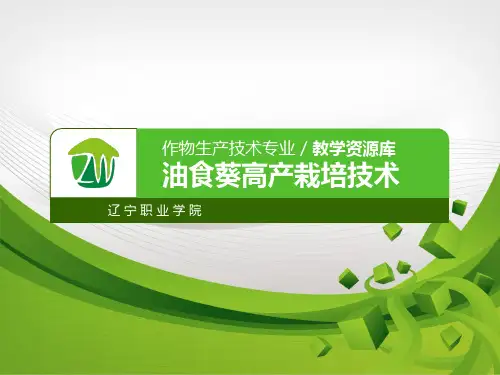 油葵高产栽培技术.pptx