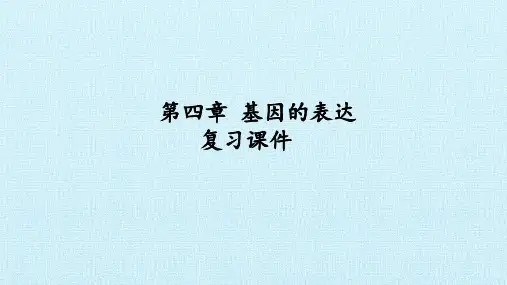 人教版必修2生物：  第四章 基因的表达 复习课件 课件(共21张PPT)