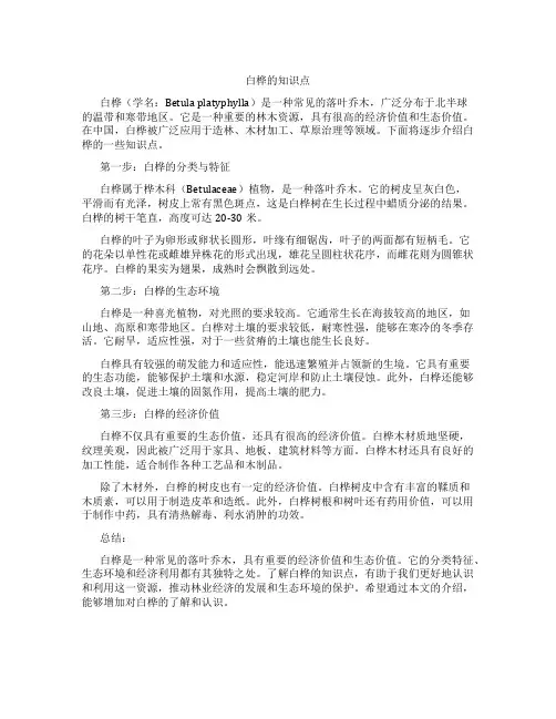 白桦的知识点