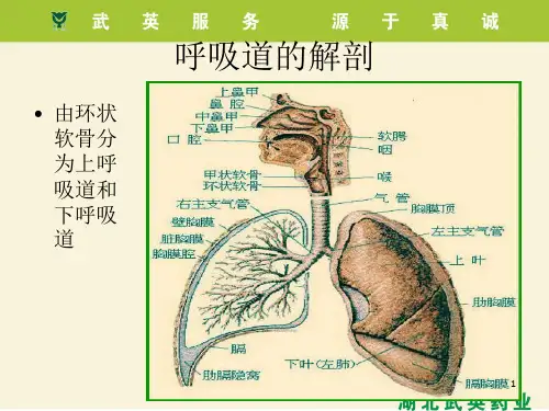 呼吸系统疾病及用药ppt课件