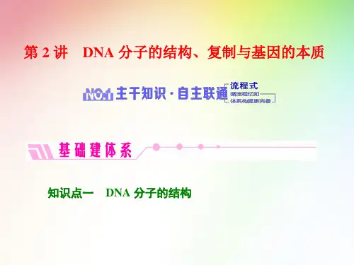 高中生物必修二     DNA分子的结构、复制与基因的本质