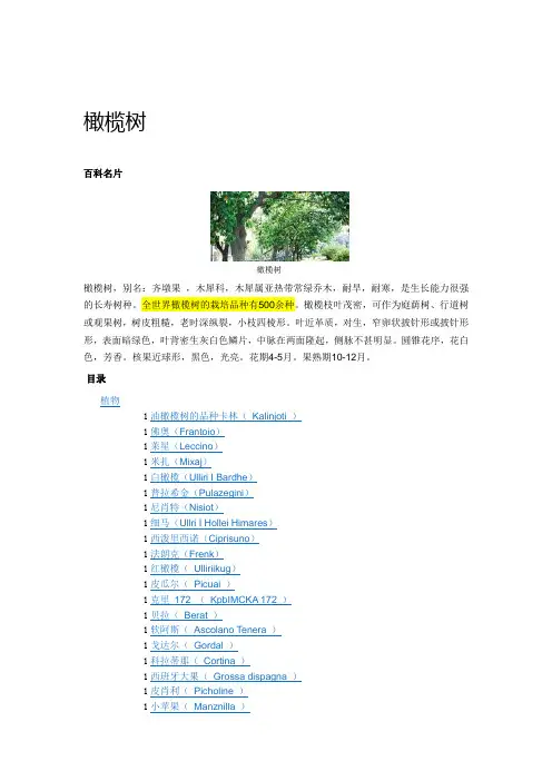 橄榄树