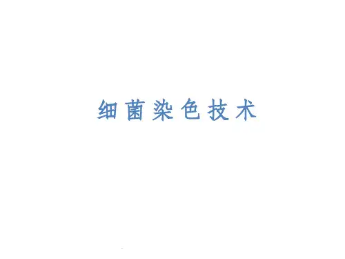 细菌染色技术