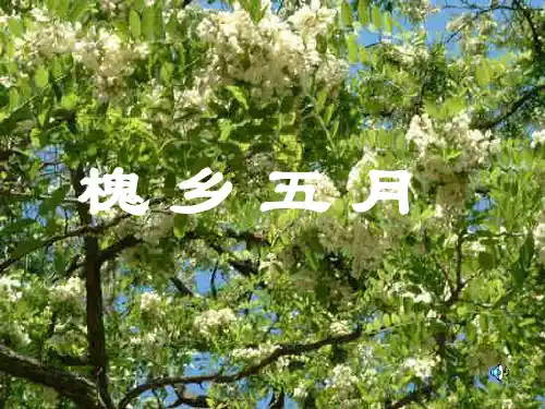21、《槐乡五月》第二课时课件