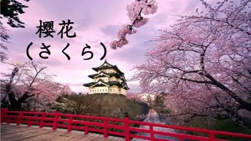 日本樱花介绍