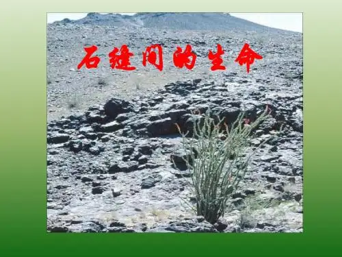 语文：1.2《石缝间的生命》课件(2)(语文版九年级下册)