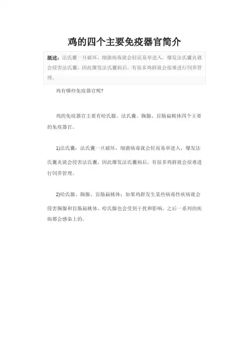 鸡的四个主要免疫器官简介