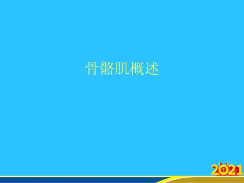 骨骼肌概述优秀PPT