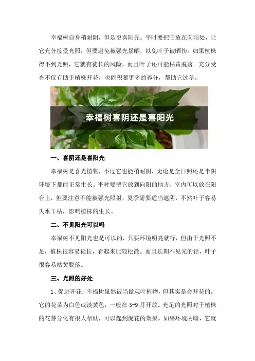 幸福树喜阴还是喜阳光,幸福树不见阳光可以吗