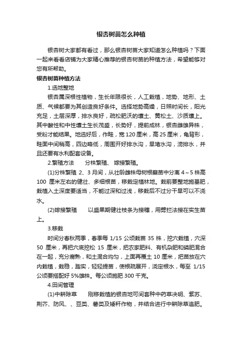 银杏树苗怎么种植