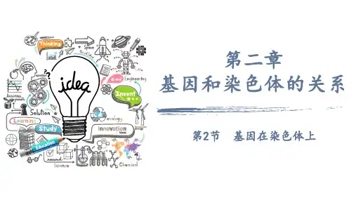 基因在染色体上课件高一下学期生物人教版必修2