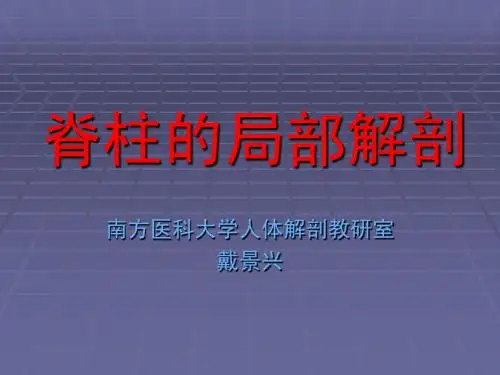 06脊柱局部解剖_断层解剖学教学PPT课件