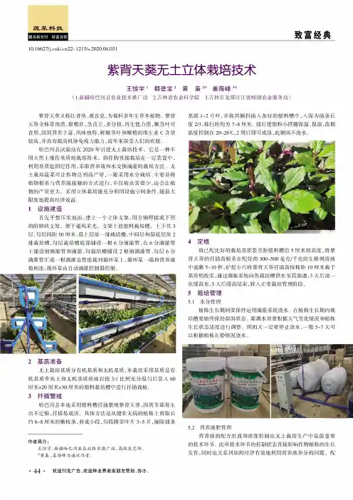 紫背天葵无土立体栽培技术