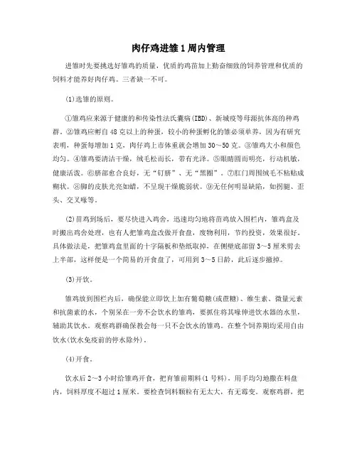 肉仔鸡进雏1周内管理