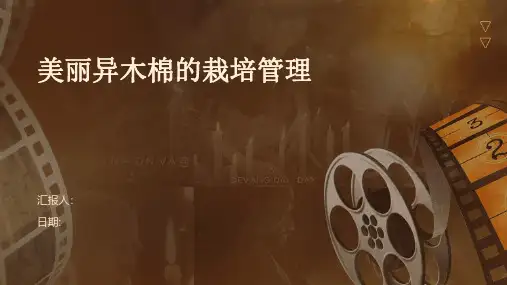 美丽异木棉的栽培管理