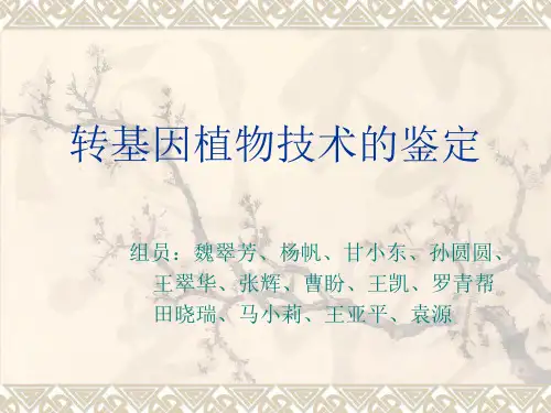 转基因植物技术的鉴定ppt课件