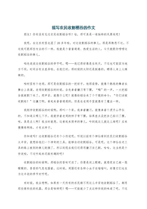 描写农民收割稻谷的作文