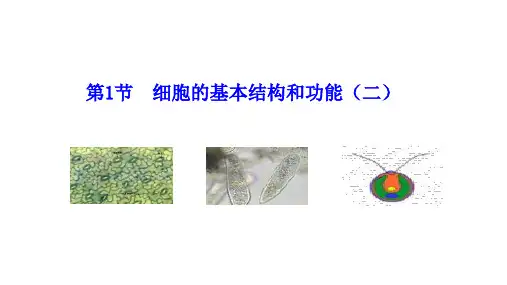 细胞的基本结构和功能(二)  课件 (共20张PPT)2024-2025学年生物北师版七年级上册
