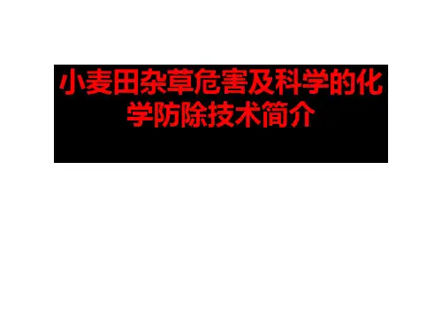 小麦田杂草危害及科学的化学防除技术简介