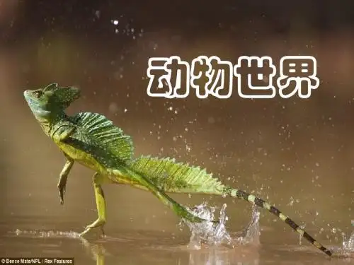 开学第一课-动物世界