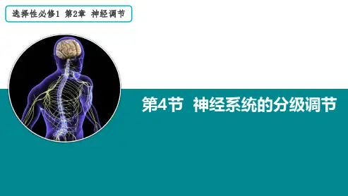 神经系统的分级调节课件高二上学期生物人教版选择性必修1