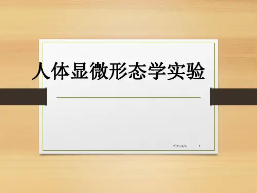 人类染色体非显带核型分析-文档资料
