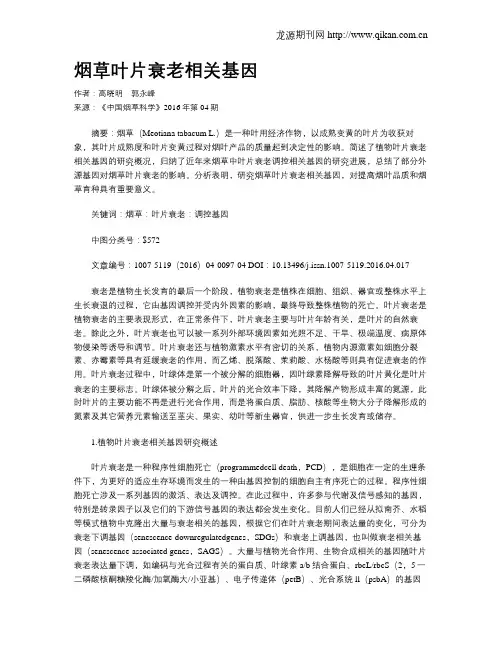 烟草叶片衰老相关基因