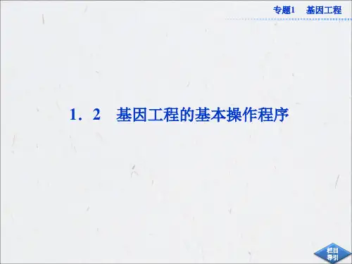 高中生物同步课件：1.2 基因工程的基本操作程序(新人教版选修3)