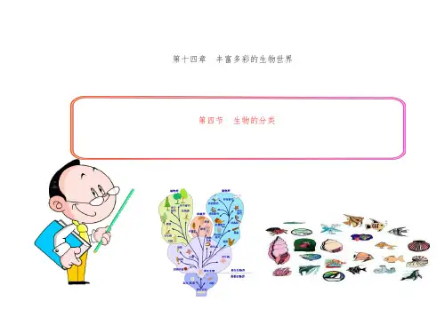苏教2011课标版初中生物八年级上册第五单元第十四章第四节 生物的分类(共20张PPT)-经典教学教