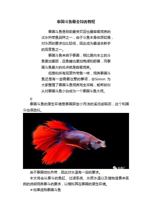 泰国斗鱼最全饲养教程