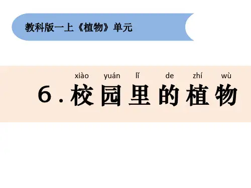 科学课件《校园里的植物》精品PPT课件2