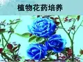 植物花药培养