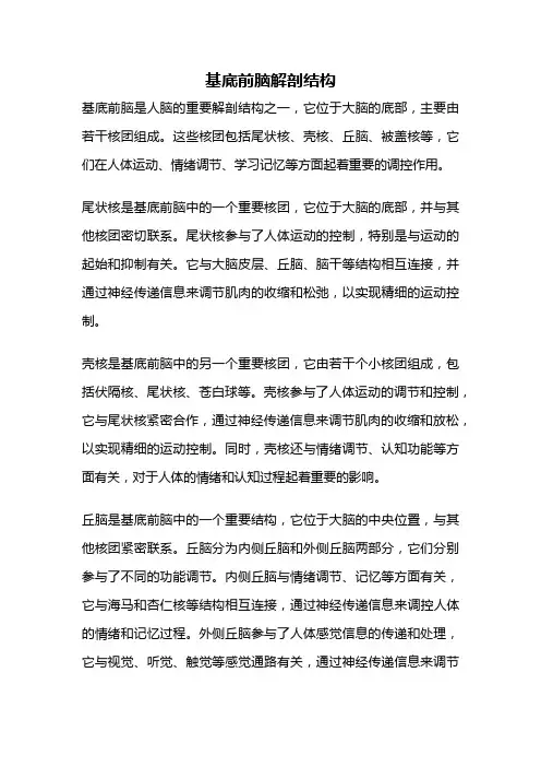 基底前脑解剖结构