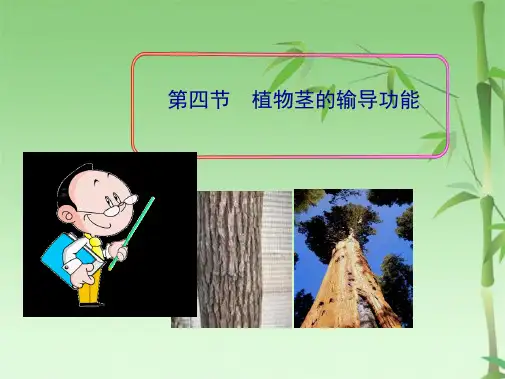 第四节植物茎的输导功能(共42张PPT)