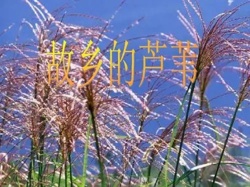 《故乡的芦苇》课件