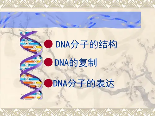 DNA的复制、转录、翻译的复习课件