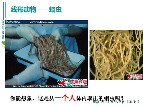 【初中生物】线形动物和环节动物PPT课件