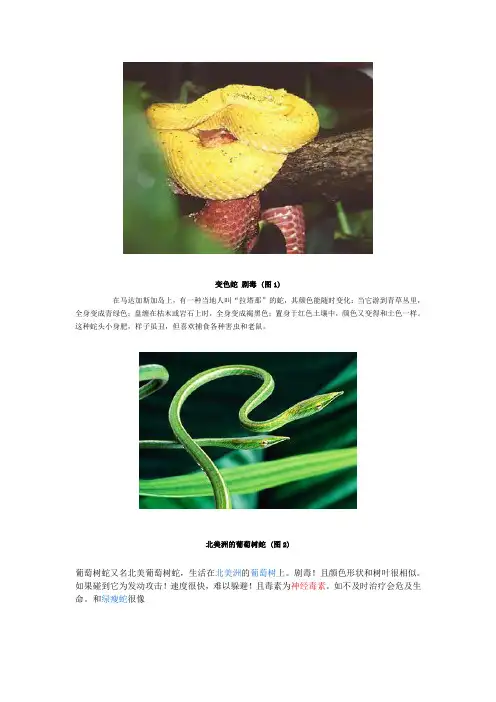 世界上最恐怖的10种毒蛇