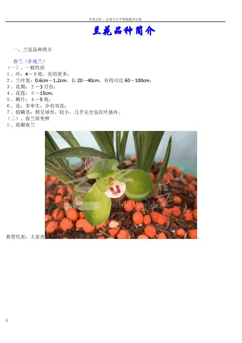兰花品种简介