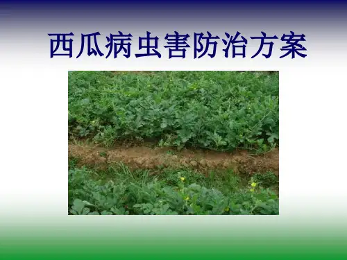 西瓜病害防治方案