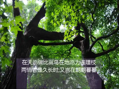 舒婷《致橡树》ppt课件